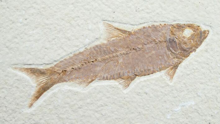 Knightia Fossil Fish - Wyoming #7565
